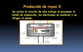Se activa el circuito de alto voltaje al presionar el
botón de exposición, los electrones se aceleran y se
dirigen al ánodo.
Producción de rayos X
 
