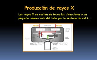 Los rayos X se emiten en todas las direcciones y un
pequeño número sale del tubo por la ventana de vidrio.
Producción de rayos X
 
