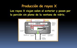 Los rayos X viajan salen al exterior y pasan por
la porción sin plomo de la ventana de vidrio.
Producción de rayos X
 
