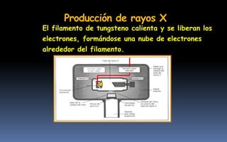 El filamento de tungsteno calienta y se liberan los
electrones, formándose una nube de electrones
alrededor del filamento.
Producción de rayos X
 
