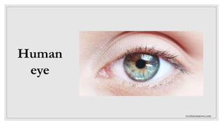 evolutionnews.com
Human
eye
 