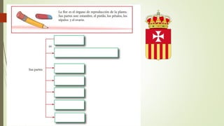 Razonamiento verbal, organizadores  gráficos