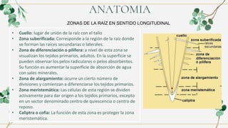 ANATOMIA
ZONAS DE LA RAÍZ EN SENTIDO LONGITUDINAL
• Cuello: lugar de unión de la raíz con el tallo
• Zona suberificada: Corresponde a la región de la raíz donde
se forman las raíces secundarias o laterales.
• Zona de diferenciación o pilífera: a nivel de esta zona se
visualizan los tejidos primarios, adultos. En la superficie se
pueden observar los pelos radiculares o pelos absorbentes.
Su función es aumentar la superficie de absorción de agua
con sales minerales.
• Zona de alargamiento: ocurre un cierto número de
divisiones y comienzan a diferenciarse los tejidos primarios.
• Zona meristemática: Las células de esta región se dividen
activamente para dar origen a los tejidos primarios, excepto
en un sector denominado centro de quiescencia o centro de
reposo.
• Caliptra o cofia: La función de esta zona es proteger la zona
meristemática.
 