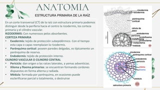 ESTRUCTURA PRIMARIA DE LA RAÍZ
ANATOMIA
En un corte transversal (CT) de la raíz con estructura primaria podemos
distinguir desde la periferia hacia el centro la rizodermis, los corteza
primaria y el cilindro vascular.
RIZODERMIS: Con numerosos pelos absorbentes.
CORTEZA PRIMARIA
• Exodermis: tejido de protección subepidérmico. Con el tiempo
esta capa o capas reemplazan la rizodermis.
• Parénquima cortical: poseen paredes delgadas, es típicamente un
parénquima de reserva.
• Endodermis: tejido de protección interno.
CILINDRO VASCULAR O CILINDRO CENTRAL
• Periciclo: dan origen a las raíces laterales, a yemas adventicias.
• Xilema y floema primarios: se encuentran formando cordones
dispuestos en forma alterna y radiada.
• Médula: formada por parénquima, en ocasiones puede
esclerificarse parcial o totalmente, o destruirse
 