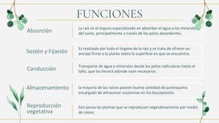 FUNCIONES
Absorción La raíz es el órgano especializado en absorber el agua y los minerales
del suelo, principalmente a través de los pelos absorbentes.
Transporte de agua y minerales desde los pelos radiculares hasta el
tallo, que los llevará adonde sean necesarios.
Es realizada por todo el órgano de la raíz y se trata de ofrecer un
anclaje firme a la planta sobre la superficie en que se encuentra.
Sostén y Fijación
Conducción
la mayoría de las raíces poseen buena cantidad de parénquima
encargado de almacenar sustancias en los leucoplastos.
Almacenamiento
Son pocas las plantas que se reproducen vegetativamente por medio
de raíces.
Reproducción
vegetativa
 