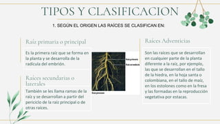 TIPOS Y CLASIFICACION
Raíz primaria o principal
Es la primera raíz que se forma en
la planta y se desarrolla de la
radícula del embrión.
Raíces secundarias o
laterales
También se les llama ramas de la
raíz y se desarrollan a partir del
periciclo de la raíz principal o de
otras raíces.
Raíces Adventicias
Son las raíces que se desarrollan
en cualquier parte de la planta
diferente a la raíz, por ejemplo,
las que se desarrollan en el tallo
de la hiedra, en la hoja santa o
colombiana, en el tallo de maíz,
en los estolones como en la fresa
y las formadas en la reproducción
vegetativa por estacas.
1. SEGÚN EL ORIGEN LAS RAÍCES SE CLASIFICAN EN:
 