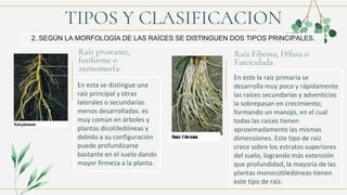 TIPOS Y CLASIFICACION
Raíz pivotante,
fusiforme o
axonomorfa:
En esta se distingue una
raíz principal y otras
laterales o secundarias
menos desarrolladas. es
muy común en árboles y
plantas dicotiledóneas y
debido a su configuración
puede profundizarse
bastante en el suelo dando
mayor firmeza a la planta.
Raíz Fibrosa, Difusa o
Fasciculada
2. SEGÚN LA MORFOLOGÍA DE LAS RAÍCES SE DISTINGUEN DOS TIPOS PRINCIPALES.
En este la raíz primaria se
desarrolla muy poco y rápidamente
las raíces secundarias y adventicias
la sobrepasan en crecimiento;
formando un manojo, en el cual
todas las raíces tienen
aproximadamente las mismas
dimensiones. Este tipo de raíz
crece sobre los estratos superiores
del suelo, logrando más extensión
que profundidad, la mayoría de las
plantas monocotiledóneas tienen
este tipo de raíz.
 