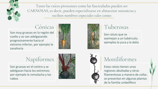 Son muy gruesas en la región del
cuello y se van adelgazando
progresivamente hacia el
extremo inferior, por ejemplo la
zanahoria
Cónicas
Son gruesas en el centro y se
adelgazan hacia los extremos;
por ejemplo la remolacha y los
nabos
Napiformes
Son raíces que se
asemejan a un tubérculo;
ejemplos la yuca y la dalia
Tuberosas
Estas raíces tienen unas
regiones abultadas y otras
filamentosas a manera de collar,
se presentan en algunas plantas
de la familia umbelífera
Moniliformes
Tanto las raíces pivotantes como las fasciculadas pueden ser
CARNOSAS, es decir, pueden especializarse en almacenar sustancias y
reciben nombres especiales tales como:
 