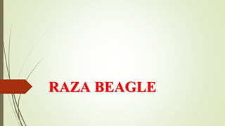 RAZA BEAGLE
 