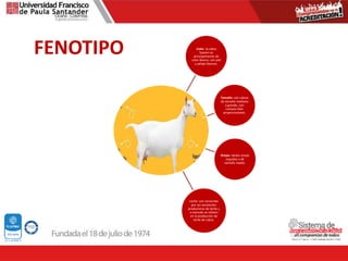 FENOTIPO Color: la cabra
Saanen es
principalmente de
color blanco, con piel
y pelaje blancos.
Tamaño: son cabras
de tamaño mediano
a grande, con
cuerpos bien
proporcionados.
Orejas: tienen orejas
erguidas y de
tamaño medio.
Leche: son conocidas
por ser excelentes
productoras de leche y
a menudo se utilizan
en la producción de
leche de cabra.
 