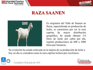RAZA SAANEN
Es originaria del Valle de Saanen en
Suiza, especializada en producción de
leche, se caracteriza por ser la raza
caprina de mayor distribución
geográfica. Se puede obtener 3.0
litros de leche por cabra por día,
registra producciones de 600 a 1000
litros por lactancia.
Su evolución ha estado enfocada en la mejora de su producción de leche y
hoy en día se considera como la raza caprina lechera por excelencia.
 
