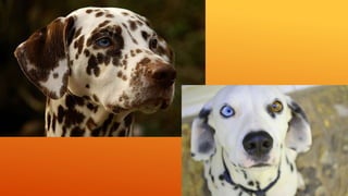 Raza Canina dalmata