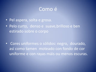 Como é
• Pel aspera, solta e grosa.
• Pelo curto, denso e suave,brilloso e ben
estirado sobre o corpo
• Cores uniformes o sólidos: negro, dourado,
así como tamen moteado con fondo de cor
uniforme e con rayas máis ou menos escuras.
 