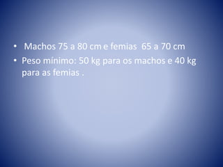 • Machos 75 a 80 cm e femias 65 a 70 cm
• Peso mínimo: 50 kg para os machos e 40 kg
para as femias .
 