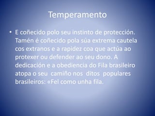 Temperamento
• E coñecido polo seu instinto de protección.
Tamén é coñecido pola súa extrema cautela
cos extranos e a rapidez coa que actúa ao
protexer ou defender ao seu dono. A
dedicación e a obediencia do Fila brasileiro
atopa o seu camiño nos ditos populares
brasileiros: «Fel como unha fila.
 