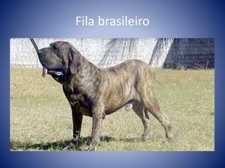 Fila brasileiro
 