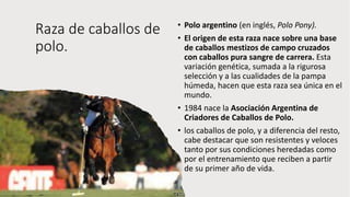 Raza de caballos de
polo.
• Polo argentino (en inglés, Polo Pony).
• El origen de esta raza nace sobre una base
de caballos mestizos de campo cruzados
con caballos pura sangre de carrera. Esta
variación genética, sumada a la rigurosa
selección y a las cualidades de la pampa
húmeda, hacen que esta raza sea única en el
mundo.
• 1984 nace la Asociación Argentina de
Criadores de Caballos de Polo.
• los caballos de polo, y a diferencia del resto,
cabe destacar que son resistentes y veloces
tanto por sus condiciones heredadas como
por el entrenamiento que reciben a partir
de su primer año de vida.
 