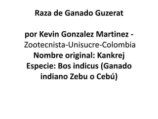 Raza de Ganado Guzerat
por Kevin Gonzalez Martinez Zootecnista-Unisucre-Colombia
Nombre original: Kankrej
Especie: Bos indicus (Ganado
indiano Zebu o Cebú)

 