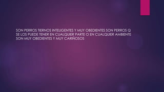 SON PERROS TIERNOS INTELIGENTES Y MUY OBEDIENTES SON PERROS Q
SE LOS PUEDE TENER EN CUALQUIER PARTE O EN CUALQUIER AMBIENTE
SON MUY OBEDIENTES Y MUY CARIÑOSOS
 