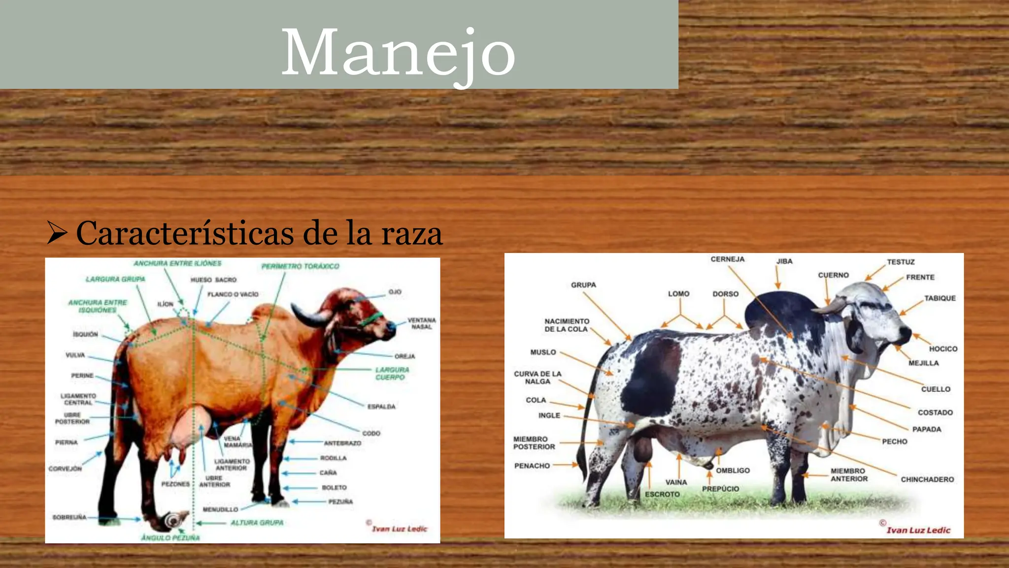 Raza Gyr y sus características fisiológicas | PPTX | Agriculture ...