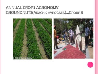 ANNUAL CROPS AGRONOMY
GROUNDNUTS(ARACHIS HYPOGAEA)...GROUP 5

 