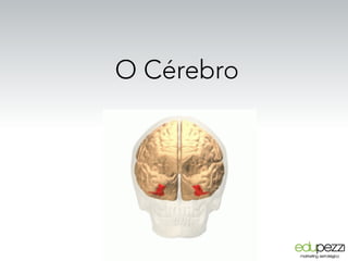 O Cérebro
 