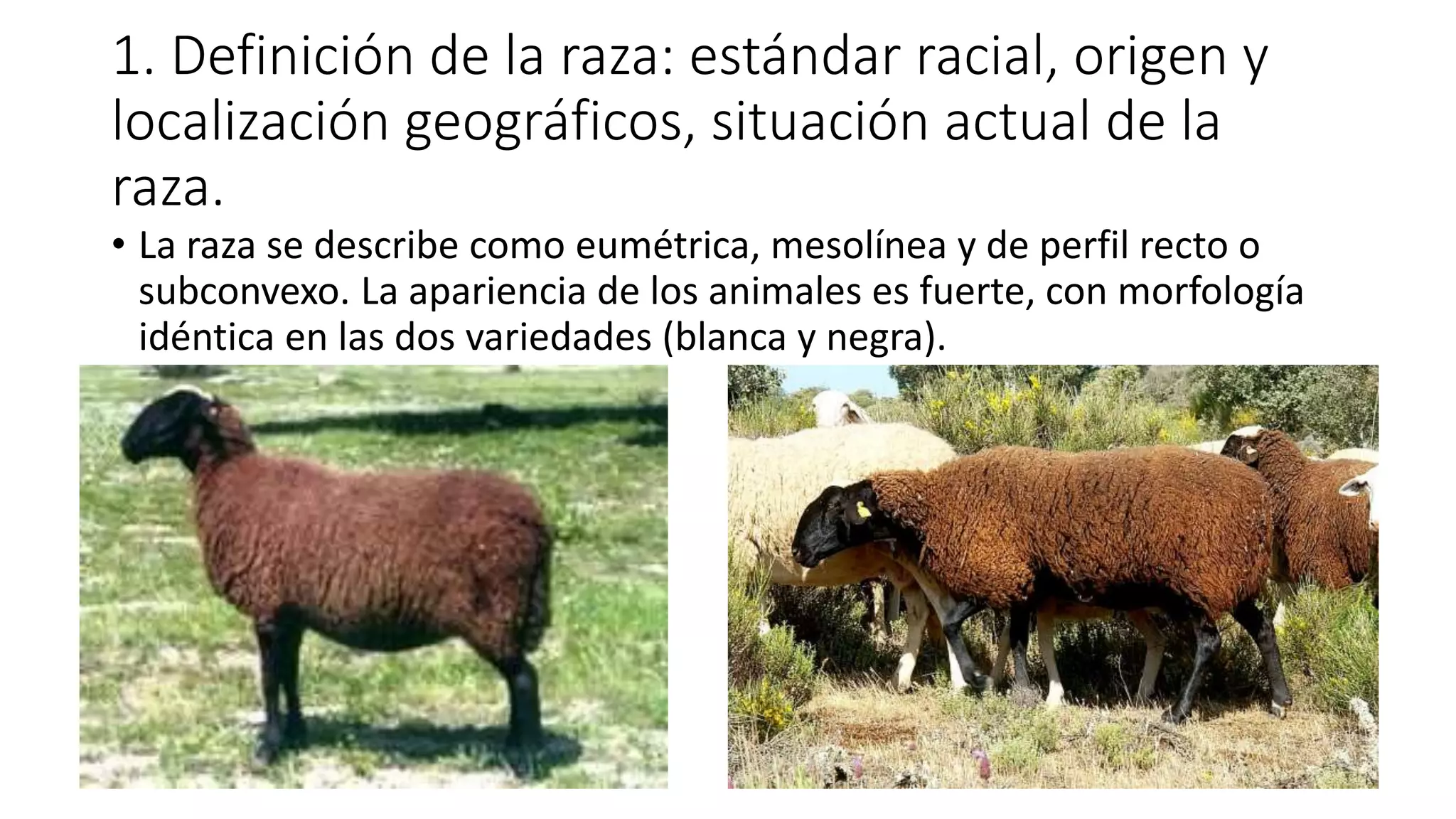 raza-ovina-castellana-raza-ovina-churra-biypiw