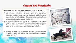 Origen del Percherón
El origen de esta raza es francés, en el distritode La Perche.
❖ Los animales primitivos de esta región eran de origen
flamenco, y sobre esta base se realizaron posteriormente
cruzamientos con el árabe que dejaron en esta raza detalles de
su ascendencia, dando lugar al Percherón.
❖ La unión fue entre una yegua de Le Perche y un caballo
apodado “Jean le Blanc”. De la mezcla entre ambos surgieron
todos los percherones usadosen los tiempos actuales.
❖ También se cruzó con caballos de tiro tales como ardeneses,
españoles y la introducción de razas danesas belgas e inglesas
a partir de 1700.
 