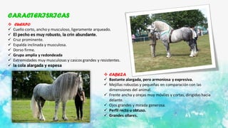 CARACTERISRICAS
❖ CUERPO
✓ Cuello corto, ancho y musculoso, ligeramente arqueado.
✓ El pecho es muy robusto, la crin abundante.
✓ Cruz prominente.
✓ Espalda inclinada y musculosa.
✓ Dorso firme.
✓ Grupa amplia y redondeada
✓ Extremidades muy musculosas y cascos grandes y resistentes.
✓ la cola alargada y espesa
❖ CABEZA
✓ Bastante alargada, pero armoniosa y expresiva.
✓ Mejillas robustas y pequeñas en comparación con las
dimensiones del animal.
✓ Frente ancha y orejas muy móviles y cortas, dirigidas hacia
delante.
✓ Ojos grandes y mirada generosa.
✓ Perfil recto u obtuso.
✓ Grandes ollares.
 
