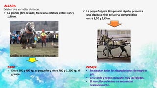 ALZADA
Existen dos variables distintas.
✓ La grande (tiro pesado) tiene una estatura entre 1,65 y
1,80 m.
✓ La pequeña (para tiro pesado rápido) presenta
una alzada a nivel de la cruz comprendida
entre 1,50 y 1,65 m.
PELAJE
• Se aceptan todas las degradaciones de negro o
gris.
• Gris tordo y negro azabache muy apreciados.
• El morcillo o el roano se encuentran
ocasionalmente.
PESO
• Entre 500 y 800 kg. el pequeño y entre 700 y 1.200 kg. el
grande.
 