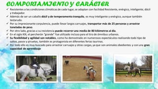 COMPORTAMIENTO Y CARÁCTER
✓ Resistentes a las condiciones climáticas de cada lugar,se adaptan con facilidad Resistente, enérgico, inteligente, dócil
y trabajador.
✓ Además de ser un caballo dócil y de temperamento tranquilo, es muy inteligente y enérgico, aunque también
testarudo.
✓ Por su impresionante corpulencia, puede llevar largos carruajes, transportar más de 25 personas y arrastrar
toneladas de peso.
✓ Por otro lado, gracias a su resistencia puede recorrer una media de 80 kilómetros al día.
✓ En el siglo XIX, el percherón “grande” fue utilizado incluso para el tiro de ómnibus urbanos.
✓ Su flexibilidad y agilidad son notables, como ha demostrado en numerosos espectáculos realizando todo tipo de
saltos, pasos y piruetas, también es protagonista en diferentes ferias taurinas.
✓ Por todo ello es muy buscado para arrastrar carruajes y otras cargas,ya que son animales obedientes y con una gran
capacidad de aprendizaje
 