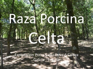 Raza Porcina
Celta
Explotación Porco Celta Deva A Cañiza
Galicia - España
 