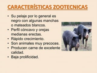 CARACTERÍSTICAS ZOOTECNICAS
• Su pelaje por lo general es
negro con algunas manchas
o mateados blancos.
• Perfil cóncavo y orejas
medianas erectas.
• Rápido crecimiento.
• Son animales muy precoces.
• Producen carne de excelente
calidad.
• Baja prolificidad.
 