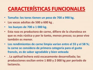 CARACTERÍSTICAS FUNCIONALES
• Tamaño: los toros tienen un peso de 700 a 990 kg.
• Las vacas adultas de 500 a 600 kg .
• los bueyes de 700 a 1 000 kg.
• Esta raza es productora de carne, difiere de la charolesa en
que es más rústica y por lo tanto, menos precoz; su peso vivo
también es menor.
• Los rendimientos de carne limpia varían entre el 55 y el 58 %;
la carne se considera de primera categoría para el gusto
francés, es de sabor agradable y bien veteada
• . La aptitud lechera está escasamente desarrollada; las
producciones oscilan entre 1 800 y 2 000 kg por período de
lactancia.
 