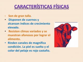 • Son de gran talla.
• Disponen de cuernos y
alcanzan índices de crecimiento
elevado.
• Resisten climas variados y se
muestran afanosos por lograr el
alimento.
• Rinden canales de magnífica
condición. La piel es suelta y el
color del pelaje es rojo castaño.
 