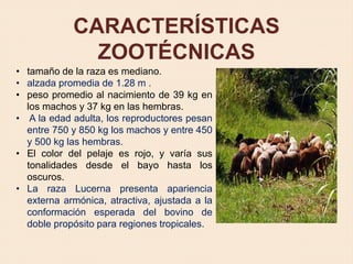 CARACTERÍSTICAS
ZOOTÉCNICAS
• tamaño de la raza es mediano.
• alzada promedia de 1.28 m .
• peso promedio al nacimiento de 39 kg en
los machos y 37 kg en las hembras.
• A la edad adulta, los reproductores pesan
entre 750 y 850 kg los machos y entre 450
y 500 kg las hembras.
• El color del pelaje es rojo, y varía sus
tonalidades desde el bayo hasta los
oscuros.
• La raza Lucerna presenta apariencia
externa armónica, atractiva, ajustada a la
conformación esperada del bovino de
doble propósito para regiones tropicales.
 