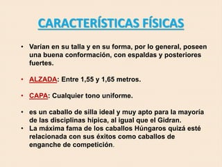 • Varían en su talla y en su forma, por lo general, poseen
una buena conformación, con espaldas y posteriores
fuertes.
• ALZADA: Entre 1,55 y 1,65 metros.
• CAPA: Cualquier tono uniforme.
• es un caballo de silla ideal y muy apto para la mayoría
de las disciplinas hípica, al igual que el Gidran.
• La máxima fama de los caballos Húngaros quizá esté
relacionada con sus éxitos como caballos de
enganche de competición.
CARACTERÍSTICAS FÍSICAS
 