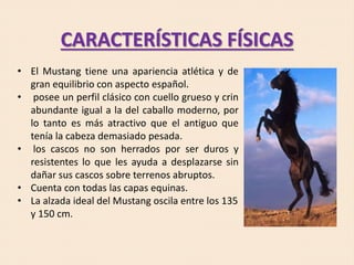 CARACTERÍSTICAS FÍSICAS
• El Mustang tiene una apariencia atlética y de
gran equilibrio con aspecto español.
• posee un perfil clásico con cuello grueso y crin
abundante igual a la del caballo moderno, por
lo tanto es más atractivo que el antiguo que
tenía la cabeza demasiado pesada.
• los cascos no son herrados por ser duros y
resistentes lo que les ayuda a desplazarse sin
dañar sus cascos sobre terrenos abruptos.
• Cuenta con todas las capas equinas.
• La alzada ideal del Mustang oscila entre los 135
y 150 cm.
 