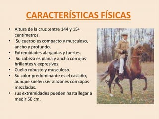 CARACTERÍSTICAS FÍSICAS
• Altura de la cruz :entre 144 y 154
centímetros.
• Su cuerpo es compacto y musculoso,
ancho y profundo.
• Extremidades alargadas y fuertes.
• Su cabeza es plana y ancha con ojos
brillantes y expresivos.
• Cuello robusto y musculoso.
• Su color predominante es el castaño,
aunque suelen ser alazanes con capas
mezcladas.
• sus extremidades pueden hasta llegar a
medir 50 cm.
 