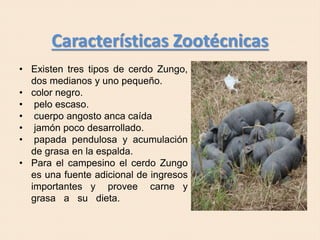 Características Zootécnicas
• Existen tres tipos de cerdo Zungo,
dos medianos y uno pequeño.
• color negro.
• pelo escaso.
• cuerpo angosto anca caída
• jamón poco desarrollado.
• papada pendulosa y acumulación
de grasa en la espalda.
• Para el campesino el cerdo Zungo
es una fuente adicional de ingresos
importantes y provee carne y
grasa a su dieta.
 