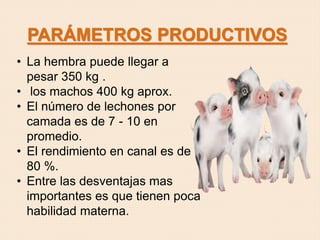 PARÁMETROS PRODUCTIVOS
• La hembra puede llegar a
pesar 350 kg .
• los machos 400 kg aprox.
• El número de lechones por
camada es de 7 - 10 en
promedio.
• El rendimiento en canal es de
80 %.
• Entre las desventajas mas
importantes es que tienen poca
habilidad materna.
 