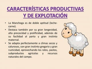 CARACTERÍSTICAS PRODUCTIVAS
Y DE EXPLOTACIÓN
• La Manchega es de doble aptitud (leche-
carne).
• Destaca también por su gran longevidad,
alta precocidad y prolificidad, además de
su facilidad al parto y gran instinto
maternal.
• Se adapta perfectamente a climas secos y
calurosos, con gran instinto gregario y gran
rusticidad, aprovechando los ralos, pastos,
subproductos agrícolas y recursos
naturales del campo.
 