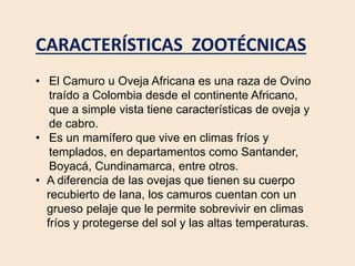 • El Camuro u Oveja Africana es una raza de Ovino
traído a Colombia desde el continente Africano,
que a simple vista tiene características de oveja y
de cabro.
• Es un mamífero que vive en climas fríos y
templados, en departamentos como Santander,
Boyacá, Cundinamarca, entre otros.
• A diferencia de las ovejas que tienen su cuerpo
recubierto de lana, los camuros cuentan con un
grueso pelaje que le permite sobrevivir en climas
fríos y protegerse del sol y las altas temperaturas.
CARACTERÍSTICAS ZOOTÉCNICAS
 