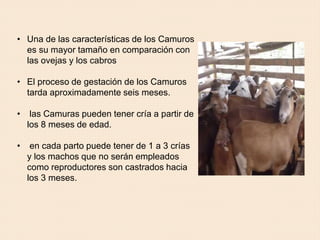 • Una de las características de los Camuros
es su mayor tamaño en comparación con
las ovejas y los cabros
• El proceso de gestación de los Camuros
tarda aproximadamente seis meses.
• las Camuras pueden tener cría a partir de
los 8 meses de edad.
• en cada parto puede tener de 1 a 3 crías
y los machos que no serán empleados
como reproductores son castrados hacia
los 3 meses.
 