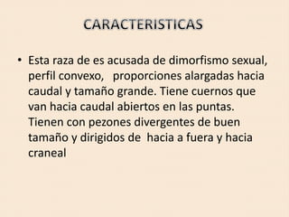• Esta raza de es acusada de dimorfismo sexual,
perfil convexo, proporciones alargadas hacia
caudal y tamaño grande. Tiene cuernos que
van hacia caudal abiertos en las puntas.
Tienen con pezones divergentes de buen
tamaño y dirigidos de hacia a fuera y hacia
craneal
 