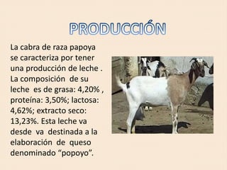 La cabra de raza papoya
se caracteriza por tener
una producción de leche .
La composición de su
leche es de grasa: 4,20% ,
proteína: 3,50%; lactosa:
4,62%; extracto seco:
13,23%. Esta leche va
desde va destinada a la
elaboración de queso
denominado “popoyo”.
 