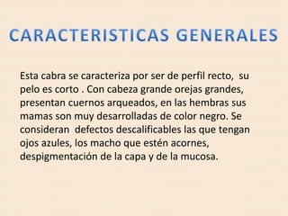 Esta cabra se caracteriza por ser de perfil recto, su
pelo es corto . Con cabeza grande orejas grandes,
presentan cuernos arqueados, en las hembras sus
mamas son muy desarrolladas de color negro. Se
consideran defectos descalificables las que tengan
ojos azules, los macho que estén acornes,
despigmentación de la capa y de la mucosa.
 