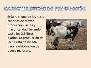 Es la raza una de las razas
caprinas de mayor
producción láctea y
mayor calidad llegando
casi a los 2.6 litros
diarios. La producción de
leche esta destinada
para la elaboración de
queso majorero.
 