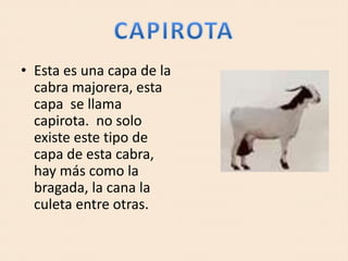 • Esta es una capa de la
cabra majorera, esta
capa se llama
capirota. no solo
existe este tipo de
capa de esta cabra,
hay más como la
bragada, la cana la
culeta entre otras.
 