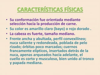 CARACTERÍSTICAS FÍSICAS
• Su conformación fue orientada mediante
selección hacia la producción de carne.
• Su color es amarillo claro (bayo) o rojo dorado .
• La cabeza es fuerte, tamaño mediano.
• Frente ancha y abultada, perfil convexilíneo;
nuca saliente y redondeada, poblada de pelo
rizado; órbitas poco marcadas; cuernos
francamente elípticos, insertados detrás de la
nuca, apenas arqueados hacia adelante, el
cuello es corto y musculoso, bien unido al tronco
y papada mediana.
 
